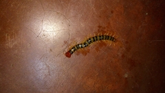 Scolopendra morsitans