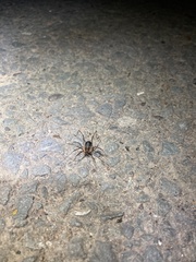 Protolophus singularis