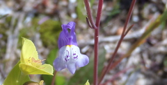 Linaria algarviana