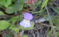Linaria algarviana