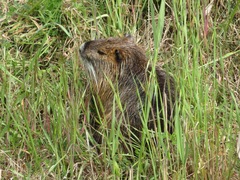 Myocastor coypus