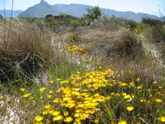 Lampranthus explanatus