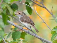 Euscarthmus meloryphus