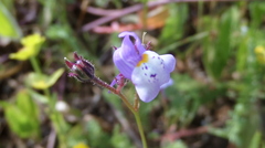 Linaria algarviana