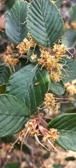 Cercocarpus fothergilloides