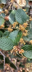 Cercocarpus fothergilloides