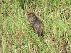 Myocastor coypus