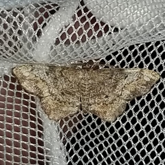 Hypagyrtis piniata