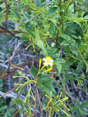 Chrysojasminum floridum