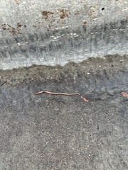Lumbricus terrestris