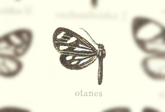 Dioptis otanes