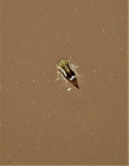 Ophiderma evelyna