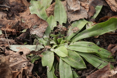 Heloniopsis orientalis