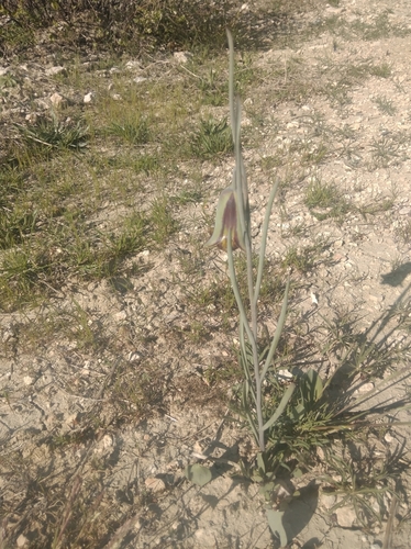 Image of Fritillaria acmopetala by (c) Ben Costamagna, some rights reserved (CC BY)