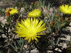 Lampranthus explanatus