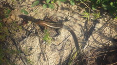 Zonosaurus laticaudatus