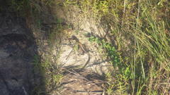 Zonosaurus laticaudatus