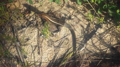 Zonosaurus laticaudatus