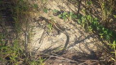 Zonosaurus laticaudatus