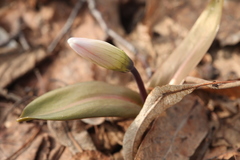 Erythronium krylovii