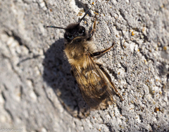 Andrena nycthemera