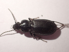 Pterostichus nigrita