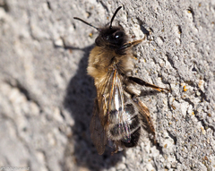 Andrena nycthemera