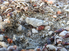 Sphingonotus haitensis