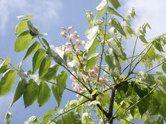 Bretschneidera sinensis