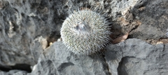 Epithelantha unguispina