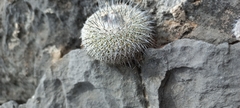 Epithelantha unguispina