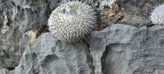Epithelantha unguispina