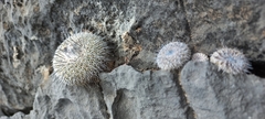 Epithelantha unguispina