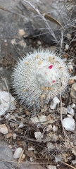 Epithelantha unguispina