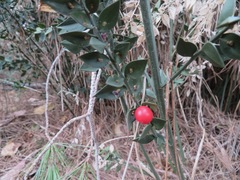 Ruscus aculeatus