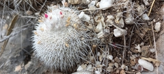 Epithelantha unguispina