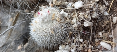 Epithelantha unguispina