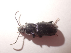 Pterostichus nigrita