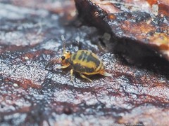 Sminthurinus henshawi