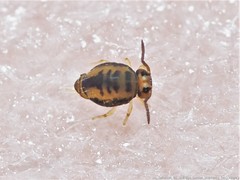 Sminthurinus henshawi