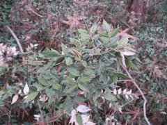 Ruscus aculeatus