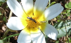 Oedemera simplex