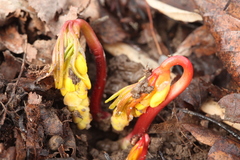 Gymnospermium altaicum