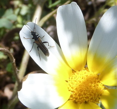 Oedemera simplex