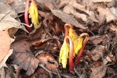 Gymnospermium altaicum