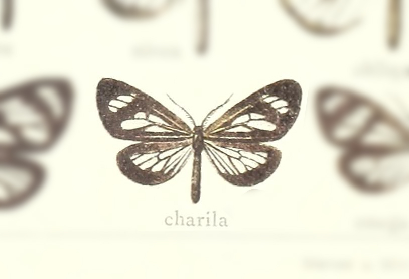 Dioptis charila