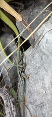 Sceloporus couchii