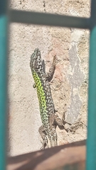 Podarcis muralis maculiventris