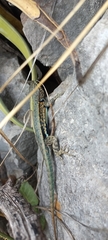Sceloporus couchii