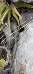 Sceloporus couchii